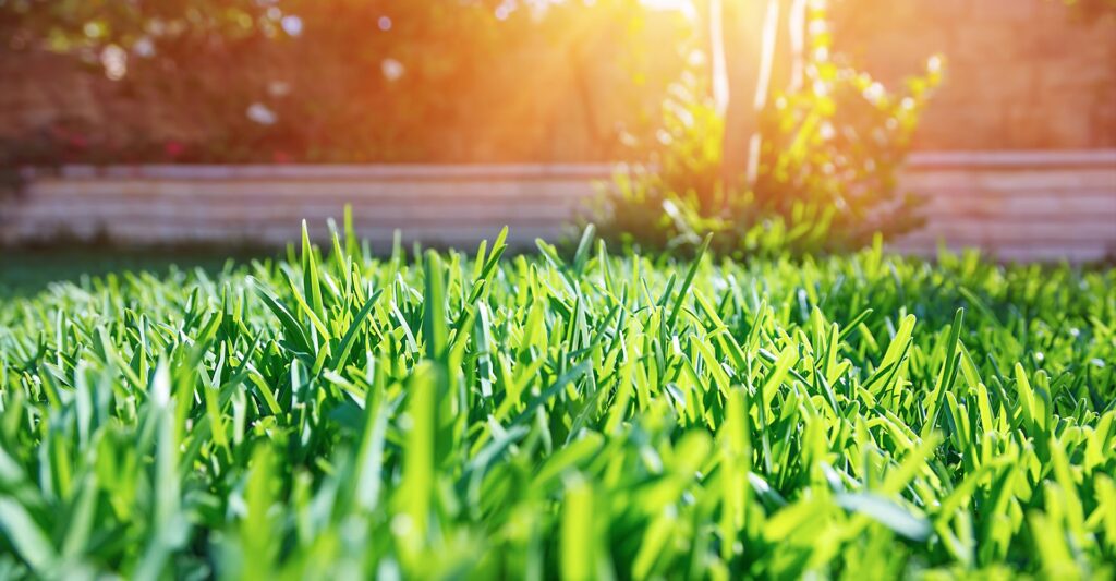 a field of grass with sun rays in the corner.