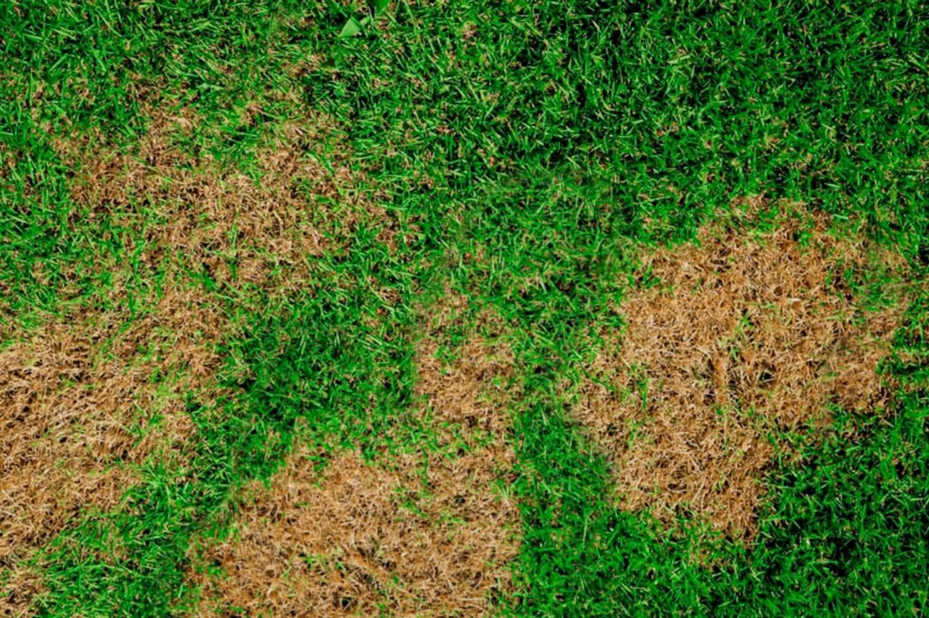 brown patch lawn disease