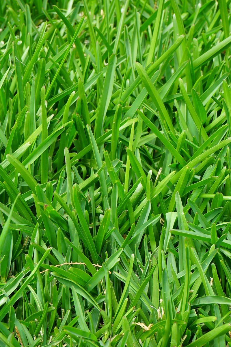 grass-rush-juicy-green-53504-53504.jpg