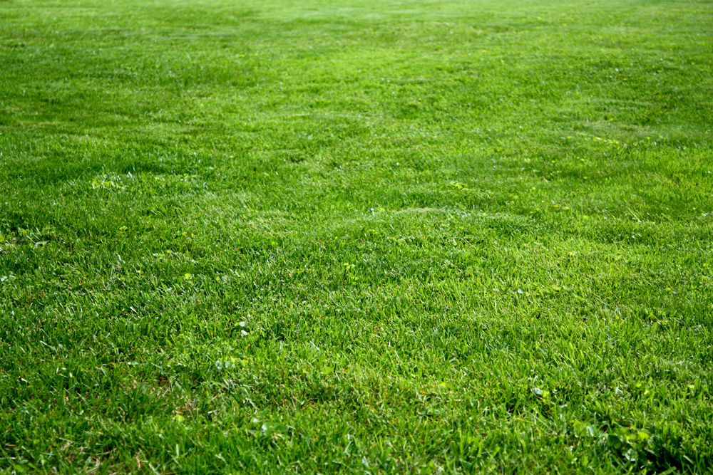 A green freshly fertilized lawn. 